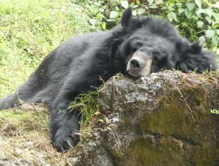 Himalyan black bear Bhutan