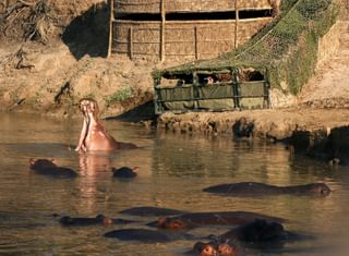 Hippo Hide Hippo Hide