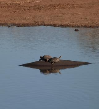 Hippo Tortoises At Umlani