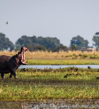 Hippo On The Banks Of Chobe River