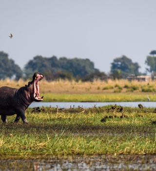 Hippo On The Banks Of Chobe River Hippo On The Banks Of Chobe River