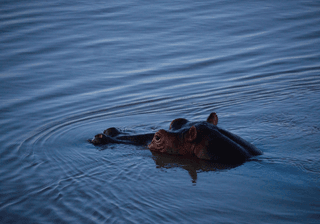 Hippopotamus in South Luangwa National Park Zambia Canva Pro Hippopotamus in South Luangwa National Park Zambia Canva Pro