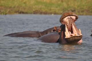 Hippos Greeted Us In The Mornings