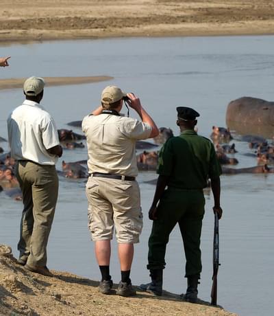 Hippos On A Walking Safari At Lion Camp