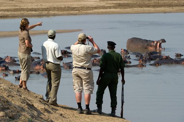Hippos On A Walking Safari At Lion Camp Hippos On A Walking Safari At Lion Camp