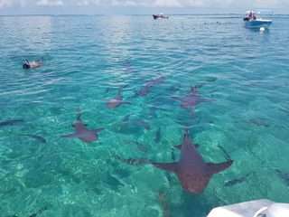 Hol Chan Shark Ray Snorkel Ambergris Caye Belize Hol Chan Shark Ray Snorkel Ambergris Caye Belize