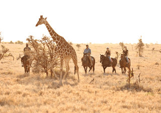 Horseback Lewa Horseback Lewa