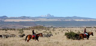 Horseback Zebra