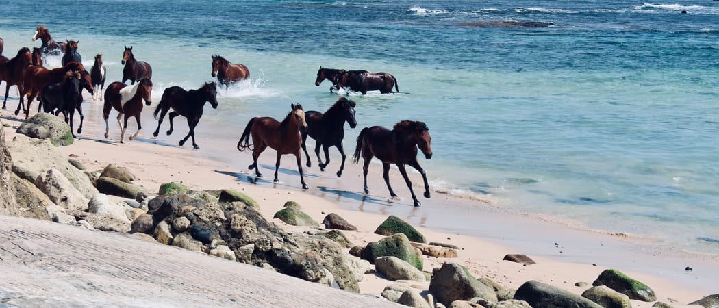 Horses on the beach Sumba Islands Indonesia min