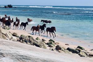 Horses on the beach Sumba Islands Indonesia min