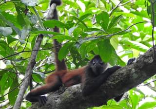 Howler Monkey Corcovado National Park Costa Rica min