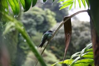 Hummingbird Panama