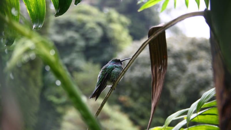 Hummingbird Panama