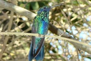 Hummingbird ecuador