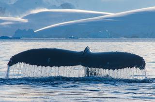 Humpback Whale Tail Antarctica