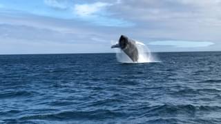 Humpback Whale breaching Galapagos Islands Ecuador Canva Pro min