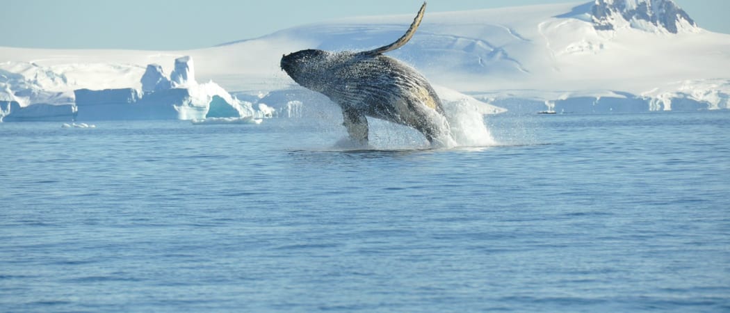 Humpback whale breaching Antarctica Nicolo de Cata Oceanwide Expeditions jpg Nicolo de Cata