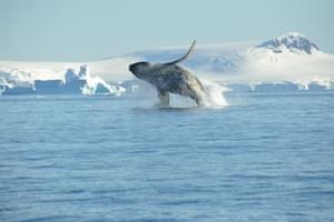 Humpback whale breaching Antarctica Nicolo de Cata Oceanwide Expeditions jpg Nicolo de Cata