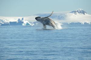 Humpback whale breaching Antarctica Nicolo de Cata Oceanwide Expeditions jpg Nicolo de Cata Humpback whale breaching Antarctica Nicolo de Cata Oceanwide Expeditions jpg Nicolo de Cata