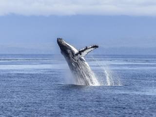 Humpback whale breaching ocean min