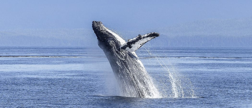 Humpback whale breaching ocean