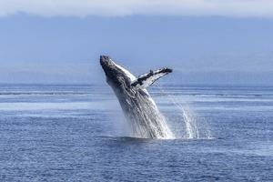 Humpback whale breaching ocean