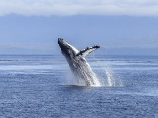 Humpback whale breaching ocean