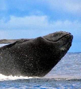 Humpback Whale Watching On St Helena