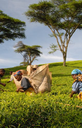 Huntingdon House Tea Picker Huntingdon House Tea Picker