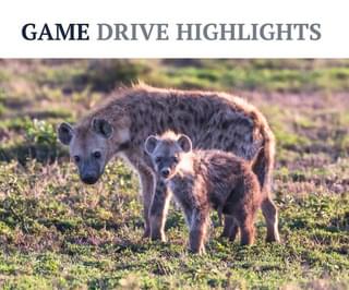 Hyena Game Drive