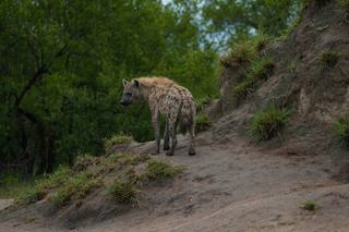 Hyena Sabi Sands South Africa