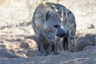 Hyena and Cub Botswana