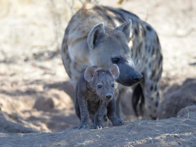 Hyena and Cub Botswana Hyena and Cub Botswana