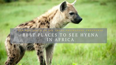Hyena blog
