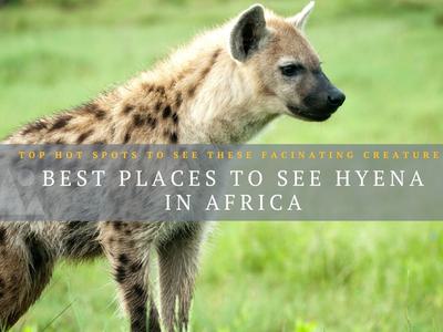 Hyena blog