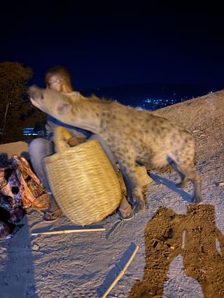 Hyena Harar 2 Hyena Harar 2