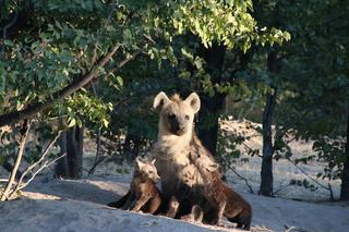 Hyena with pups
