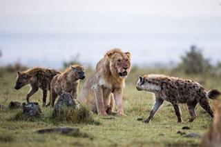 Hyenas and lion masai mara kenya