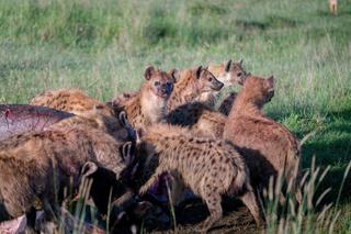Hyenas on kill Masai mara