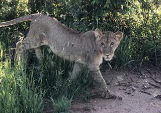 Lion at Kruger