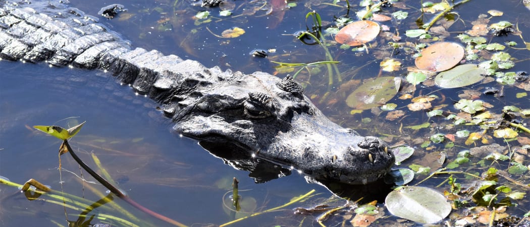 Iberá Wetlands Image 7