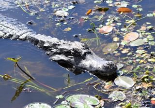 Iberá Wetlands Image 7 Iberá Wetlands Image 7