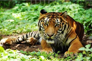 Indochinese Tiger Thailand