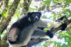 Indri At  Andasibe  Karen  Coppock