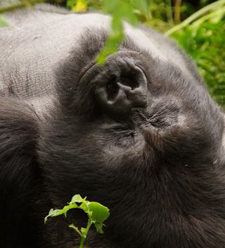 Jack Hannas Cottage And Ranch Gorilla