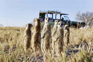 Jacks Camp Meerkats Jacks Camp Meerkats