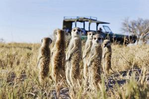 Jacks Camp Meerkats