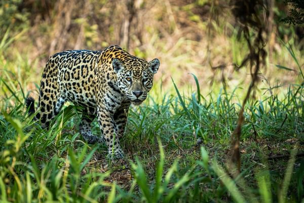 Jaguar Brazil 2 Jaguar Brazil 2
