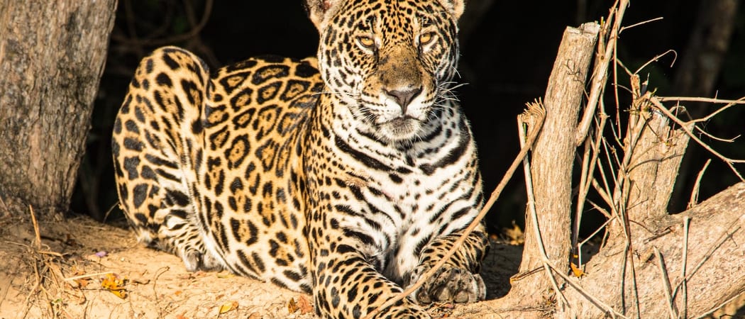 Jaguar Pantanal Brazil 2
