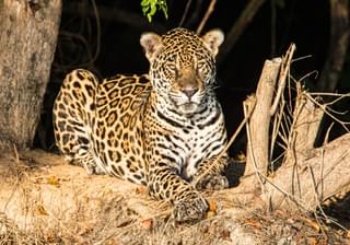 Jaguar Pantanal Brazil 2
